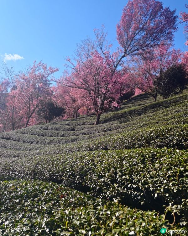 首發！ 🌸欣賞春櫻的打卡熱點，無日起櫻花谷