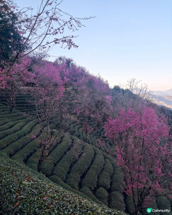 首發！ 🌸欣賞春櫻的打卡熱點，無日起櫻花谷