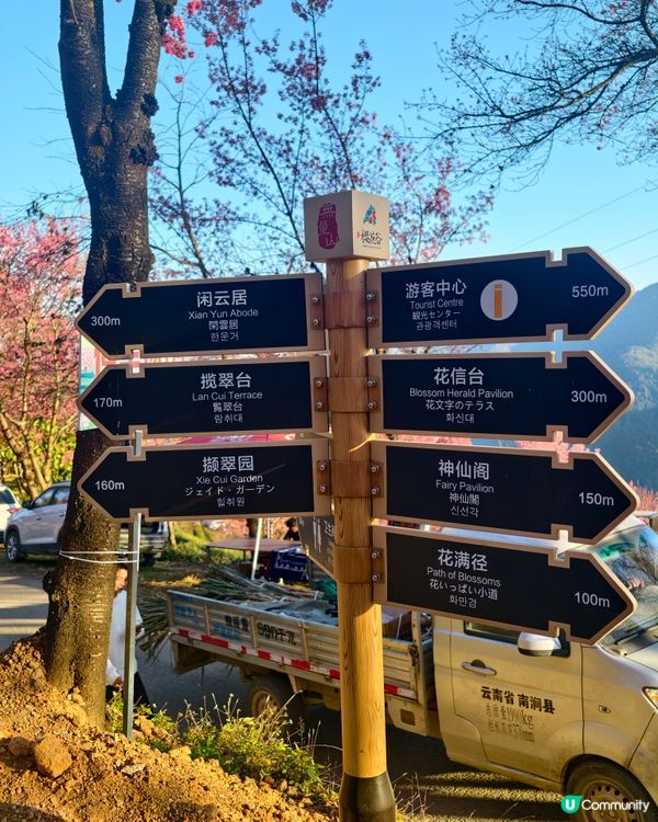 首發！ 🌸欣賞春櫻的打卡熱點，無日起櫻花谷