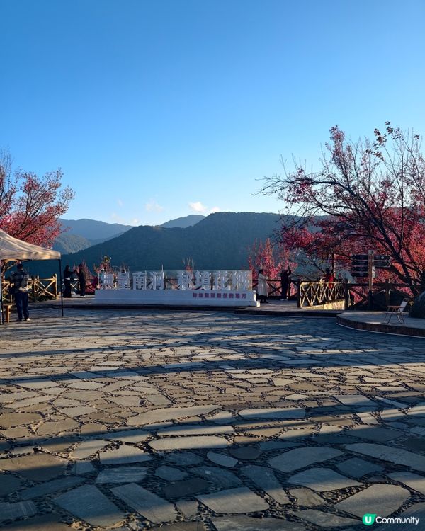 首發！ 🌸欣賞春櫻的打卡熱點，無日起櫻花谷