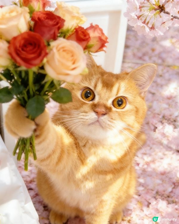 自製可愛貓咪wallpaper🌟