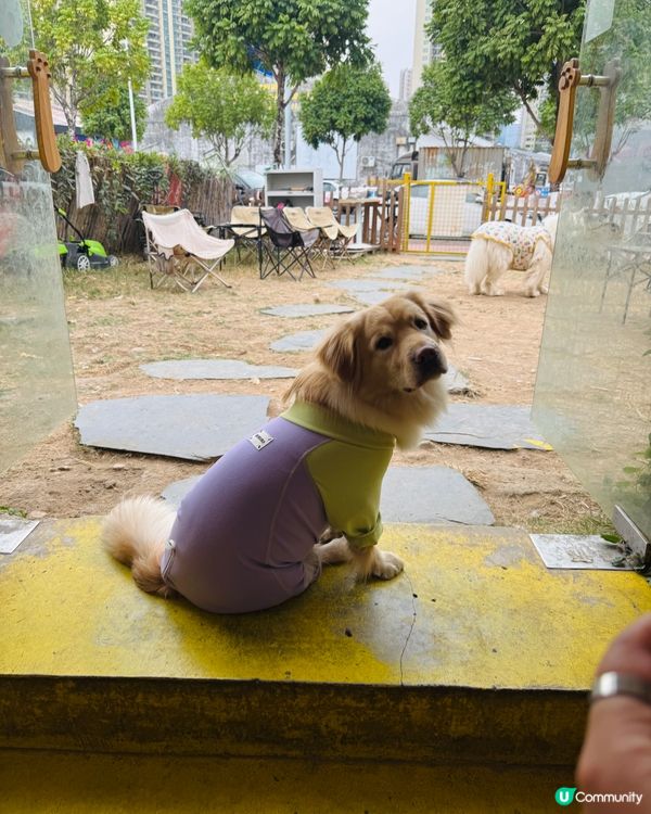 【中山遊玩系列】超大狗狗吖！