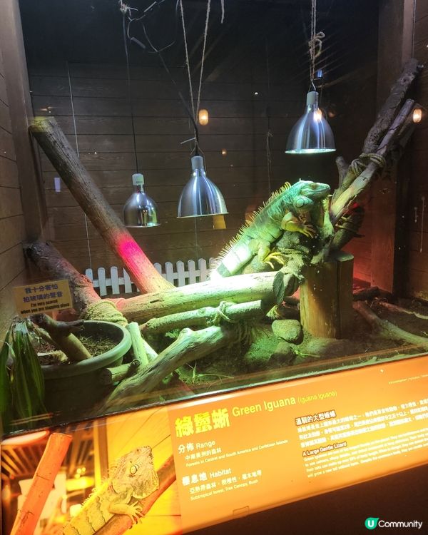 聖誕親子遊挪亞方舟！🤩 玩學兼備超開心！🥳