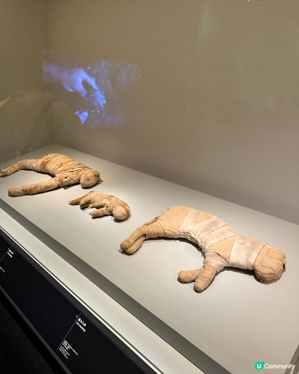 香港故宮博物館📍被小貓咪木乃伊震驚❗️