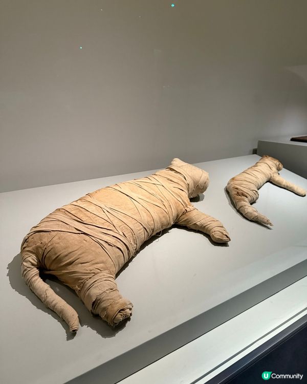 香港故宮博物館📍被小貓咪木乃伊震驚❗️