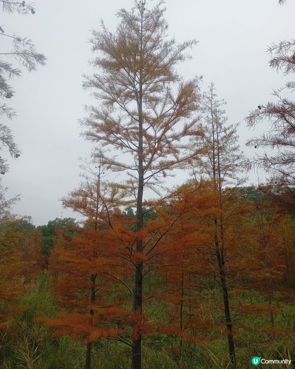大嶺山落羽杉🍁