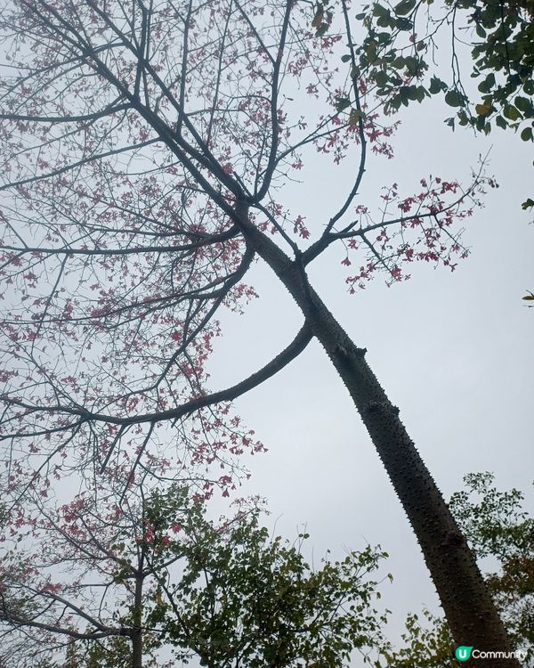 大嶺山落羽杉🍁