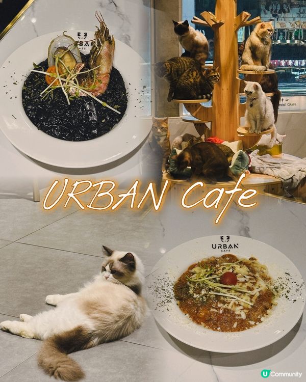 貓奴注意！食好嘢探貓貓😻性價比高！