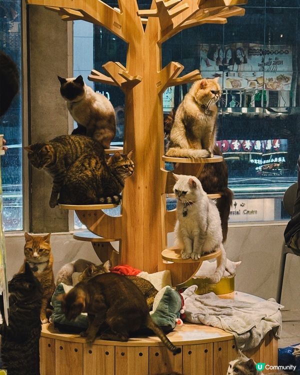 貓奴注意！食好嘢探貓貓😻性價比高！