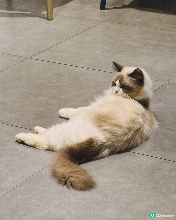 貓奴注意！食好嘢探貓貓😻性價比高！