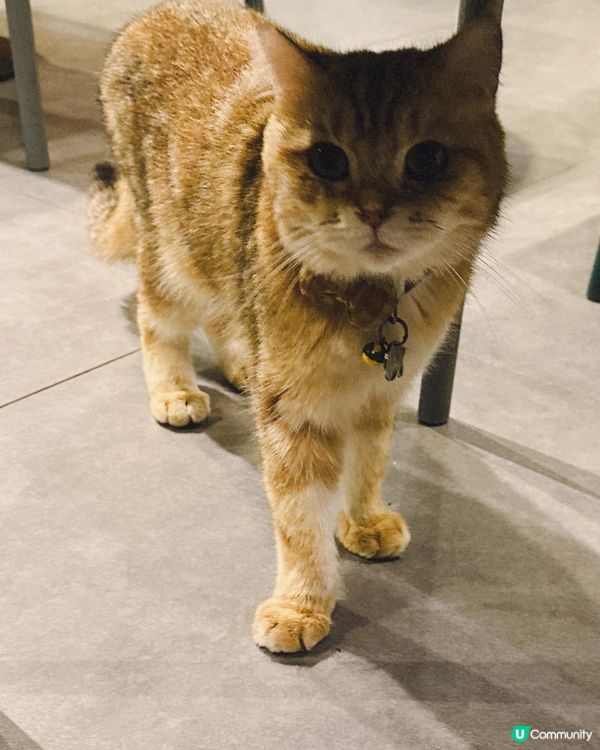 貓奴注意！食好嘢探貓貓😻性價比高！