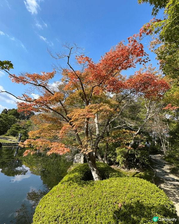 日本大阪近郊之旅，去了神戶布引香草樂園，可以欣賞變紅的紅葉，...