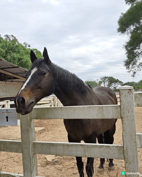 龍蝦灣郊遊徑，參觀湛山寺，上大嶺山，落大清水郊野公園。