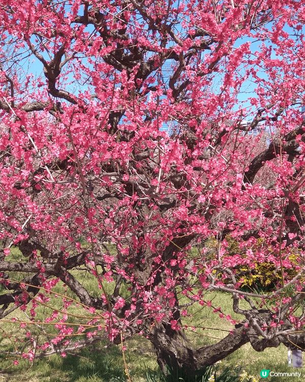 日本大板之旅，大板城十分有趣，附近又有梅花公園，打卡一流。