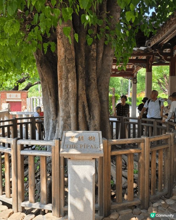 泉州開元寺，歷史悠久，香火鼎盛，座落在西街旁邊，有很多當地小...