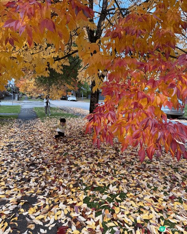 秋天去日本韓國睇紅葉睇到悶？咁就要去楓葉國感受不一樣嘅紅葉季...