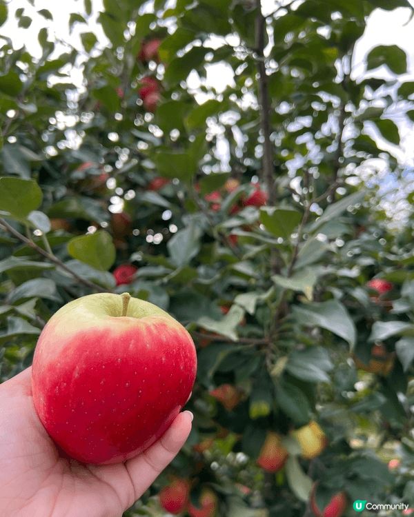 秋天去日本韓國睇紅葉睇到悶？咁就要去楓葉國感受不一樣嘅紅葉季...