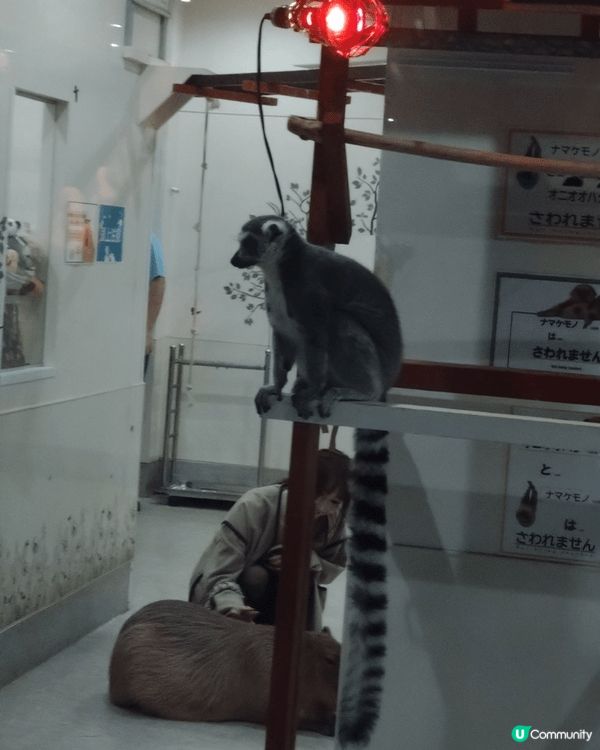 #北上度假計劃      在日本橫濱閒遊時發現了一間有趣的室...