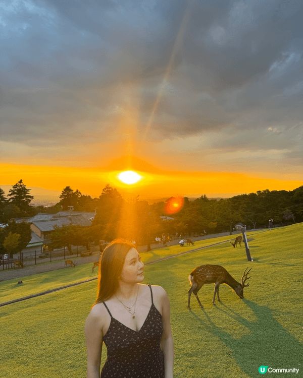 日本奈良若草山係睇日落聖地💗💗 有埋啲鹿仔一齊合照影相真係好...