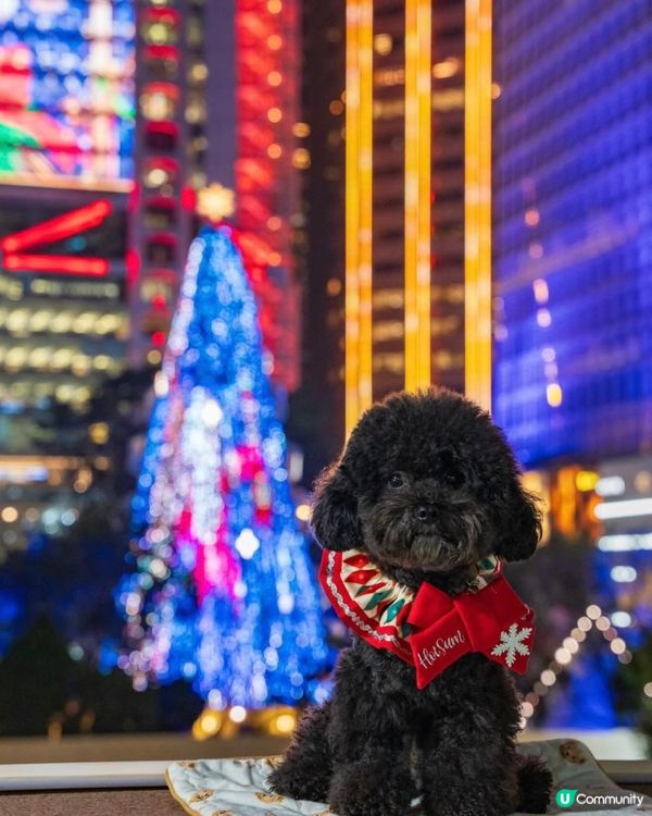 聖誕燈飾睇唔成 😭 唯有另類打卡📸