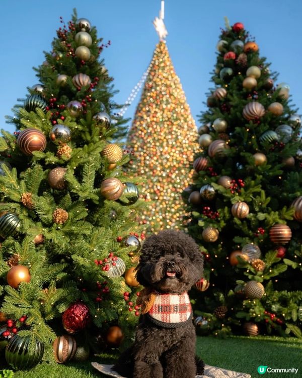 西九聖誕市集🎄！快閃影相📸市集美食🍕🍔