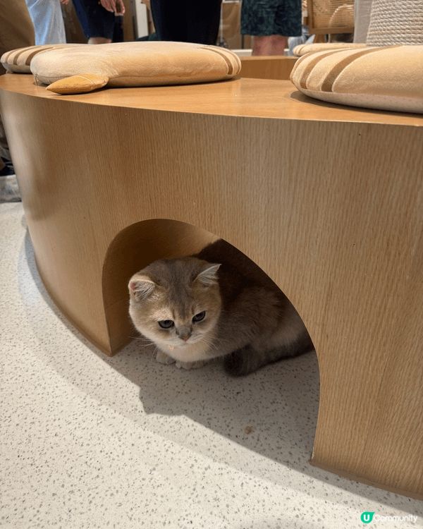 免費cat cafe together with hop d...