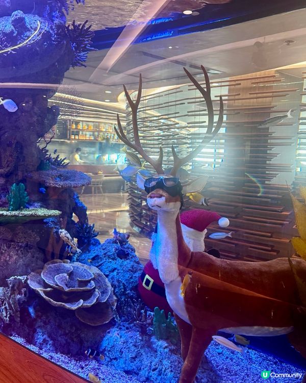 水底聖誕樹🎄賽馬會跑馬地會所中菜館大發現🤩