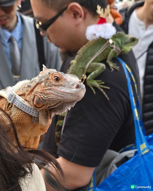 中港城 「除夕倒數」 聖誕市集🎄！潮爆打卡位📸！