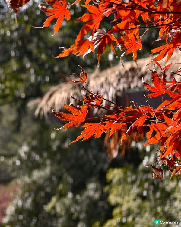江山如此多嬌～片片紅葉，顯出深秋浪漫情懷～能與愛侶同遊，感覺...
