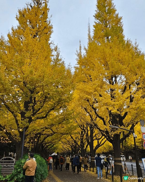 而家絕對係日本睇紅葉睇銀杏樹嘅好季節你睇下 禦苑外便兩條 兩...