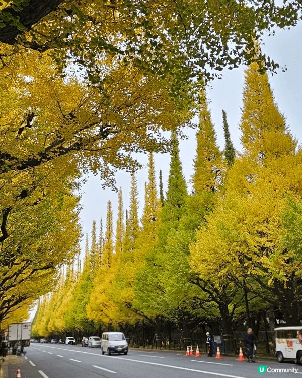 而家絕對係日本睇紅葉睇銀杏樹嘅好季節你睇下 禦苑外便兩條 兩...