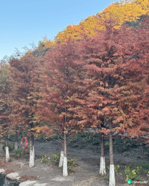新豐紅葉之旅是一場美麗的秋季探險。楓葉色彩斑斕，風景如畫。在...
