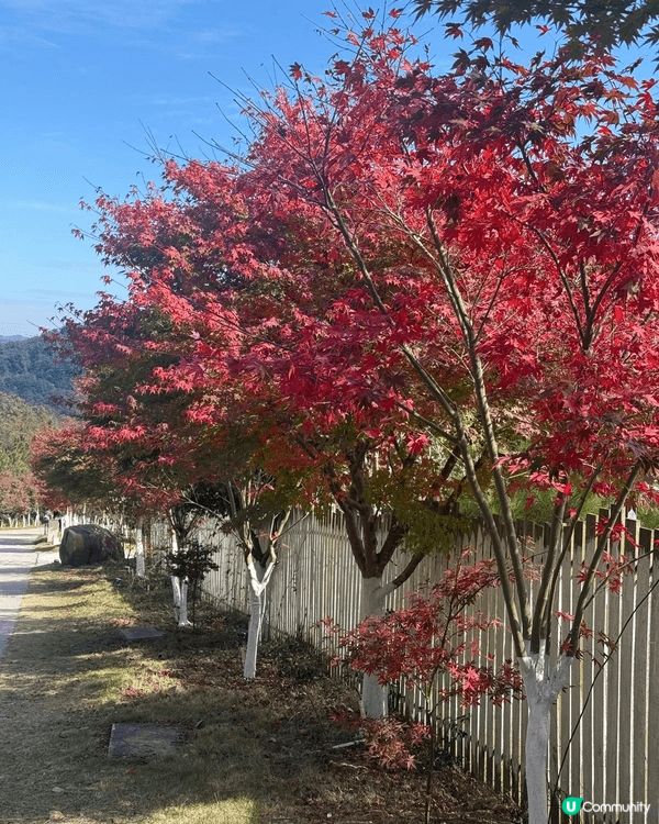 新豐紅葉之旅是一場美麗的秋季探險。楓葉色彩斑斕，風景如畫。在...