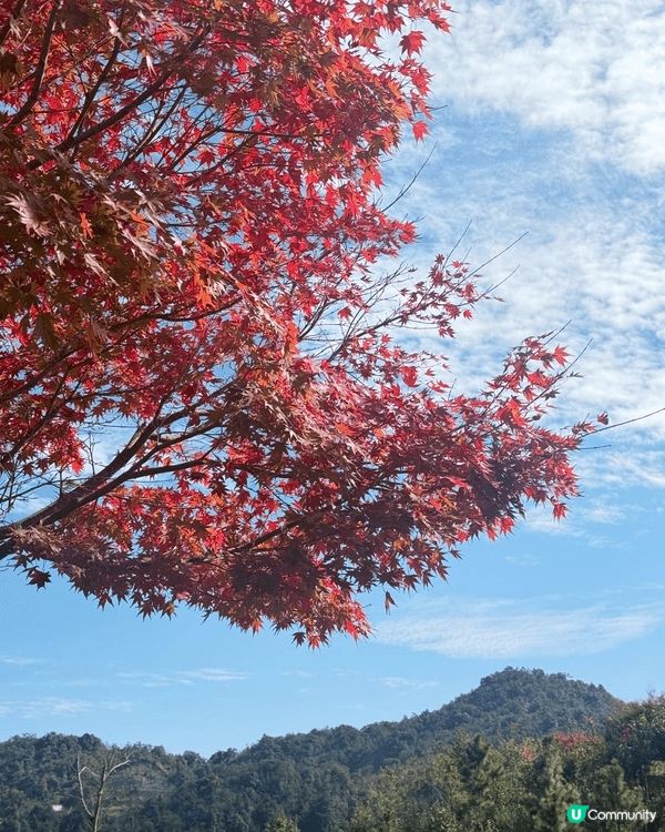 新豐紅葉之旅是一場美麗的秋季探險。楓葉色彩斑斕，風景如畫。在...