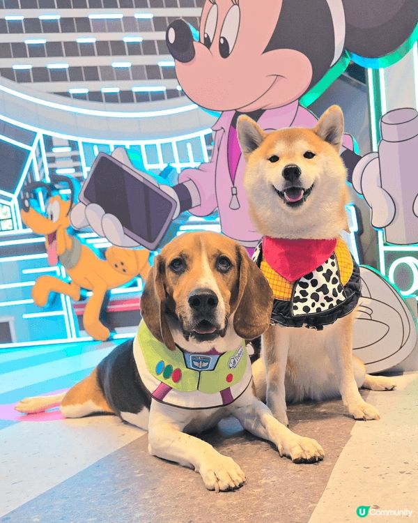 山頂公園啱曬狗狗放電, 又靚又乾淨嘅大草地, 可以盡情奔跑盡...