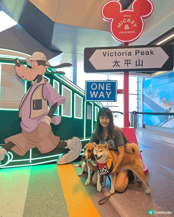 山頂公園啱曬狗狗放電, 又靚又乾淨嘅大草地, 可以盡情奔跑盡...