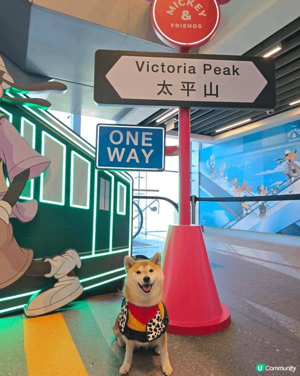 山頂公園啱曬狗狗放電, 又靚又乾淨嘅大草地, 可以盡情奔跑盡...