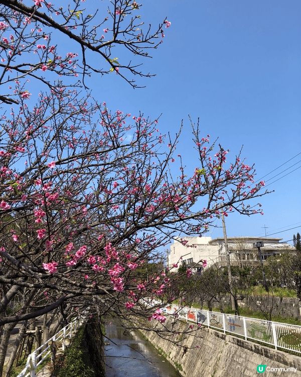 沖繩，真係一個旅遊散心的好地方，不像東京大阪那麼繁華熱鬧，卻...