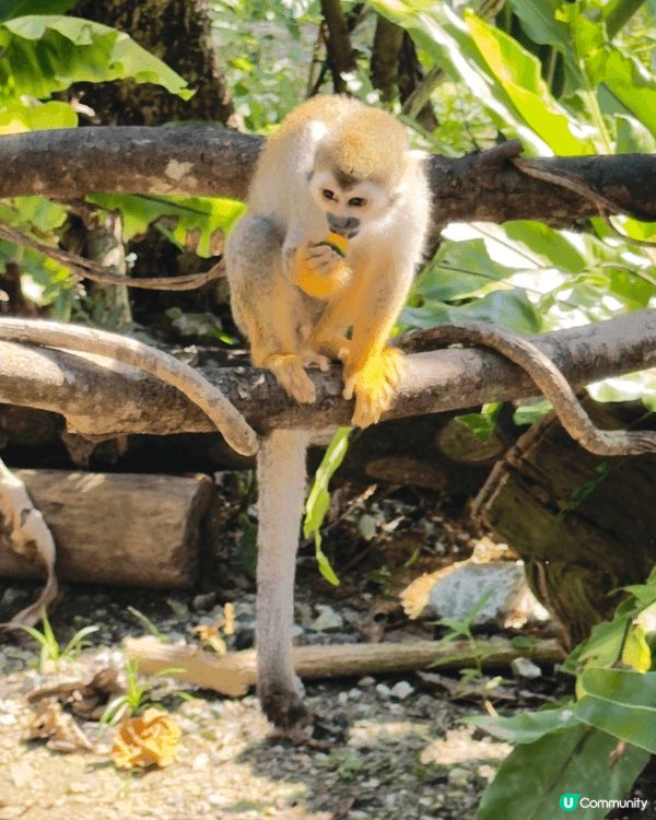 是次冲繩之旅介紹Neo Park ，公園很大，啲動物都好特別...