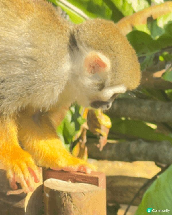 是次冲繩之旅介紹Neo Park ，公園很大，啲動物都好特別...