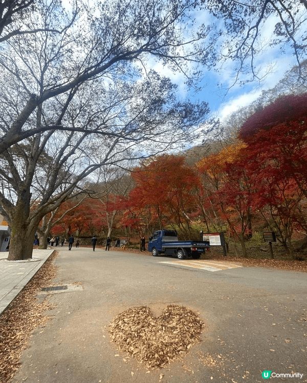 11月報團去了南韓內藏山欣赏紅葉美景，天氣比预期凍，幸好也能...