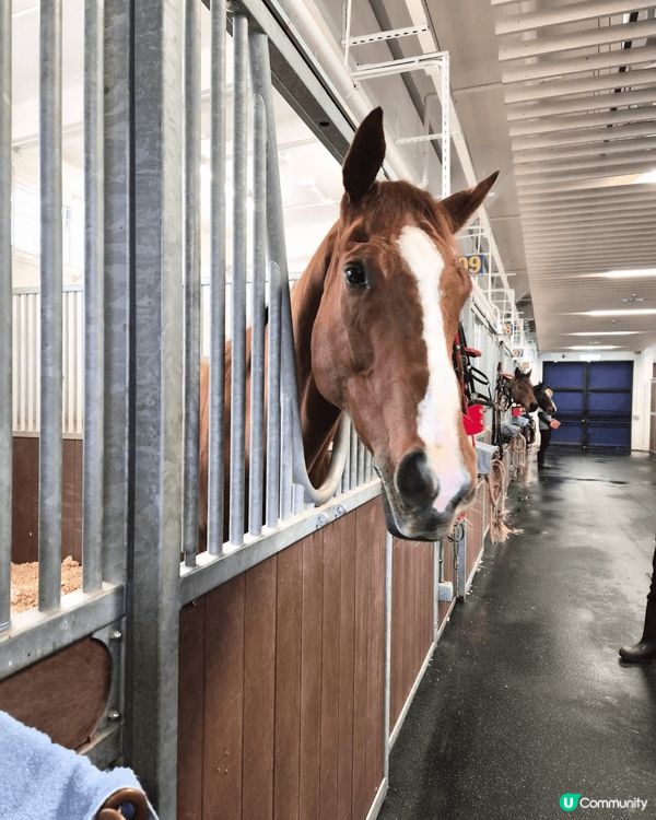 馬場睇horse 心心眼，三文魚飯啖啖歎，香甜糖水潤潤喉，整...