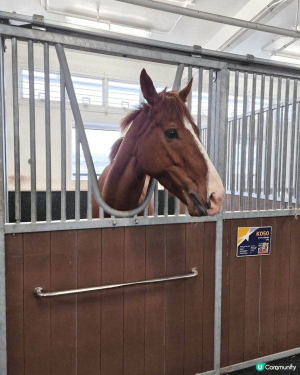 馬場睇horse 心心眼，三文魚飯啖啖歎，香甜糖水潤潤喉，整...