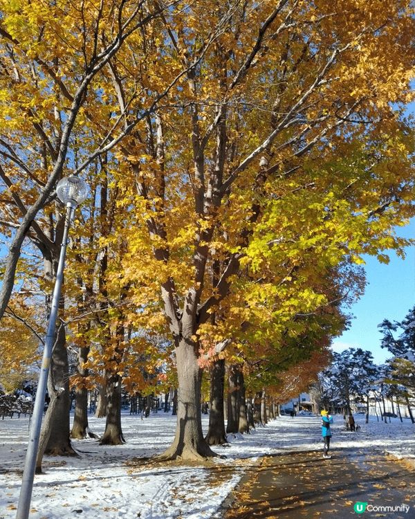秋天同冬天結合嘅北海道。就會睇到一d靚景。紅葉銀杏加雪景。簡...