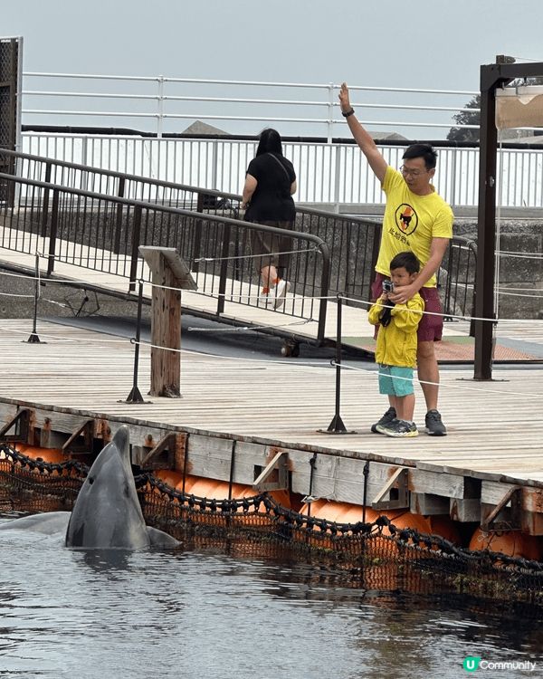 呢度係九洲大分既四浦つくみイルカ島，佢唔止係一個欣賞海豚表演...