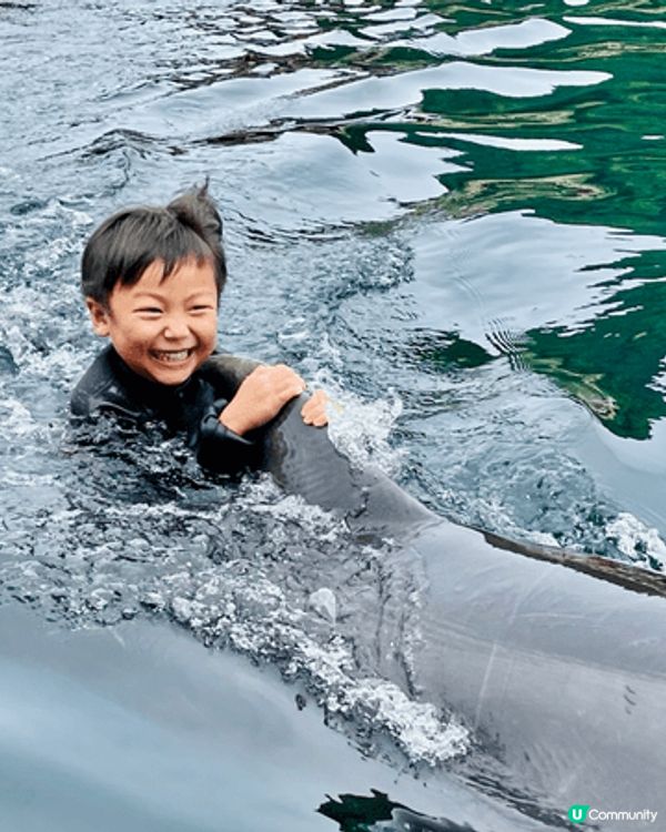 呢度係九洲大分既四浦つくみイルカ島，佢唔止係一個欣賞海豚表演...