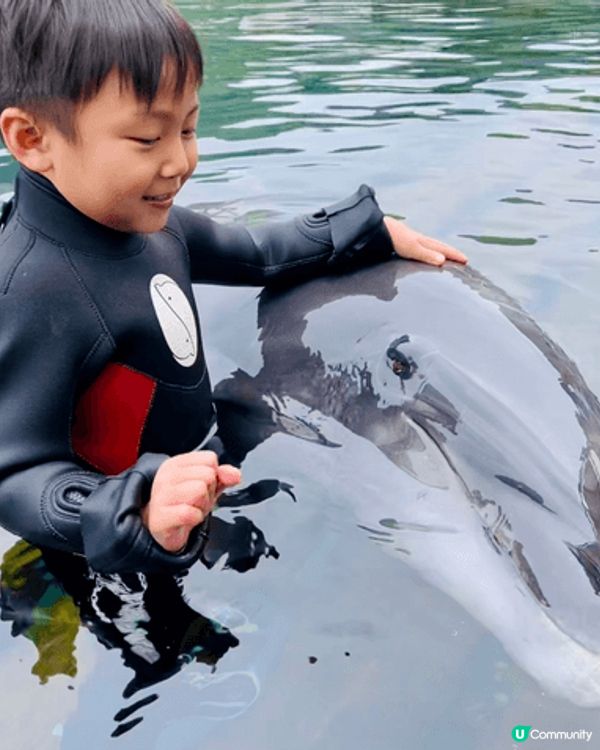 呢度係九洲大分既四浦つくみイルカ島，佢唔止係一個欣賞海豚表演...