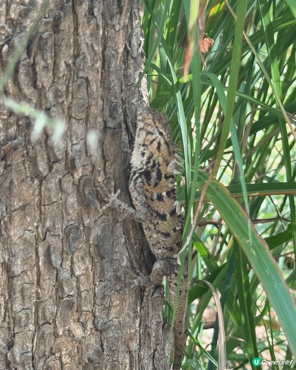 青衣回歸徑，上面有好多野生動物，風光明媚適合一家大細去郊遊，...