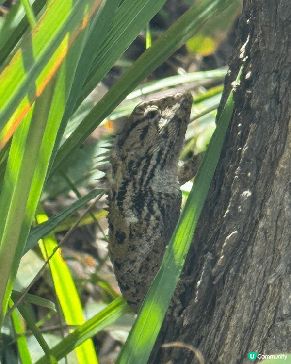 青衣回歸徑，上面有好多野生動物，風光明媚適合一家大細去郊遊，...