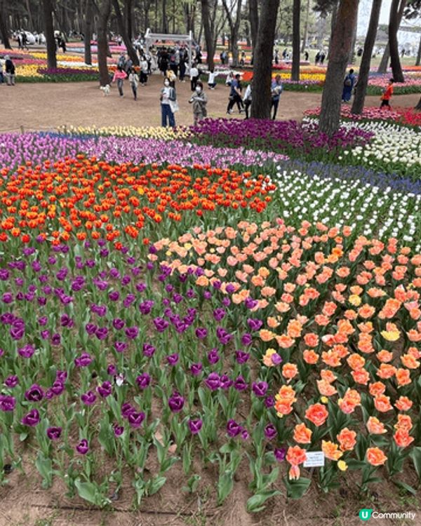 同屋企人今年去日本大阪足利花卉公園欣賞花展，有超過五十款花，...
